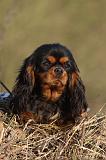 CAVALIER KING CHARLES 412